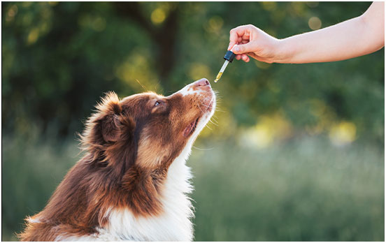 Produits animaux 